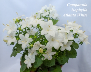 Campanula isophylla Atlanta White